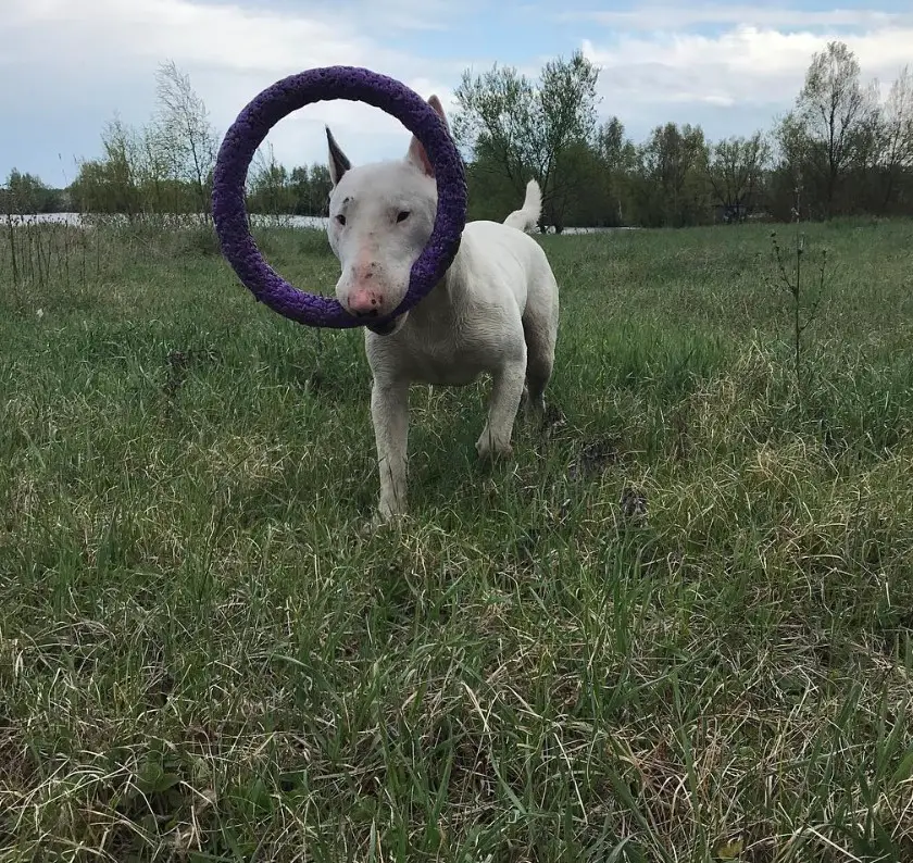 Bull Terrier walking in the field while holding a ring chew toy with its mouth