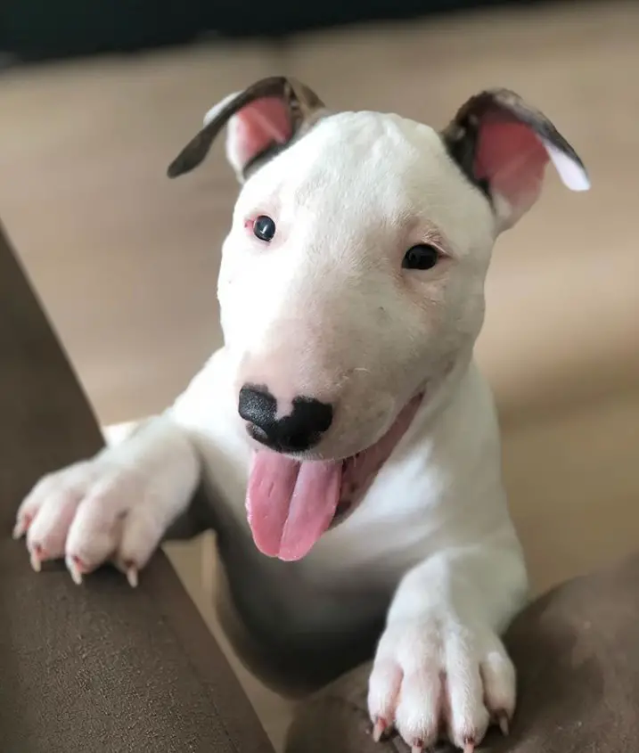 Bull Terrier puppy leaning against the couch with smiling