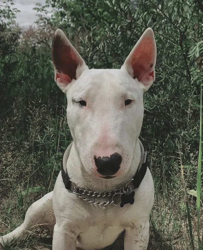 Bull Terrier sitting in the forest