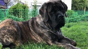 facts about english mastiffs