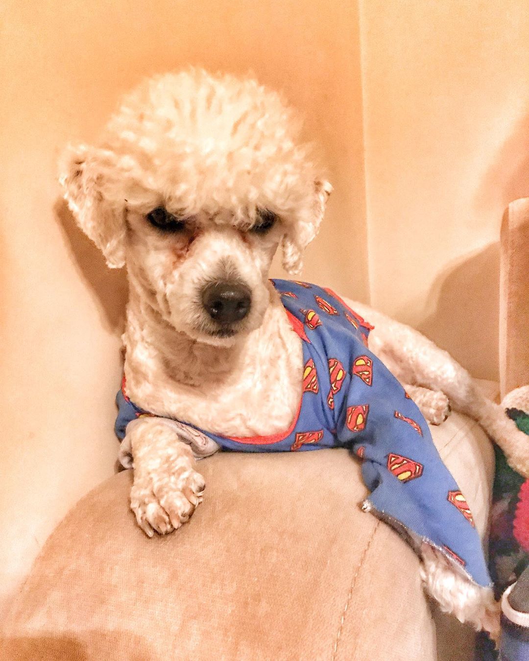 Bichon Frise lying on top of its bed wearing a superman long sleeve top with its grumpy face