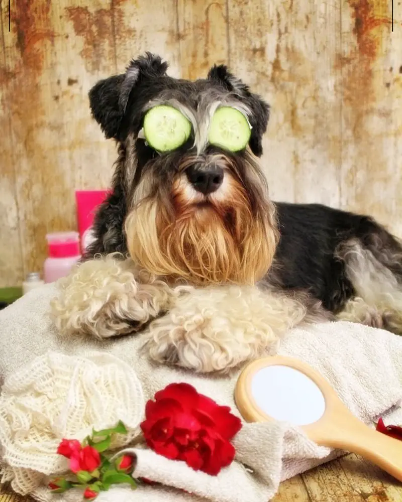 Schnauzer lying on top of its bed while its eyes are topped with cucumber slices