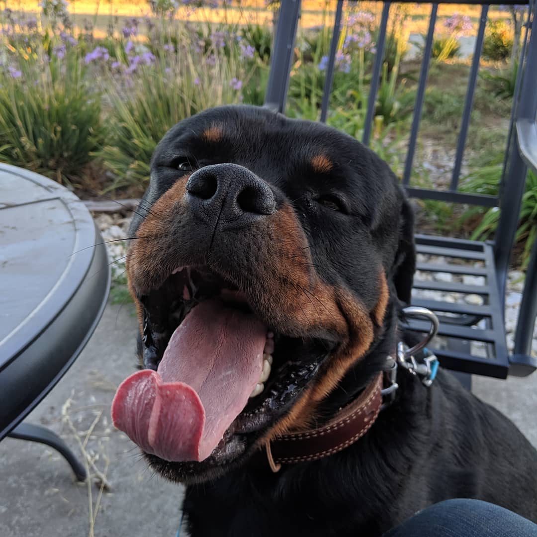 Rottweiler smiling with its tongue out