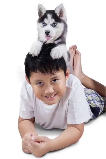 a boy lying on the floor with a Husky puppy sitting on its back
