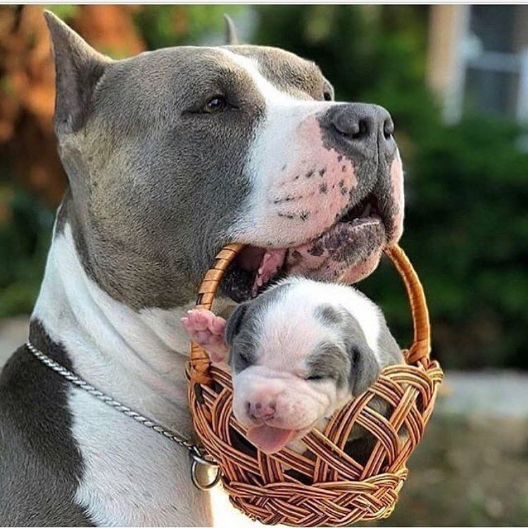 adult Pit Bull carrying a wicker basket with a puppy in it