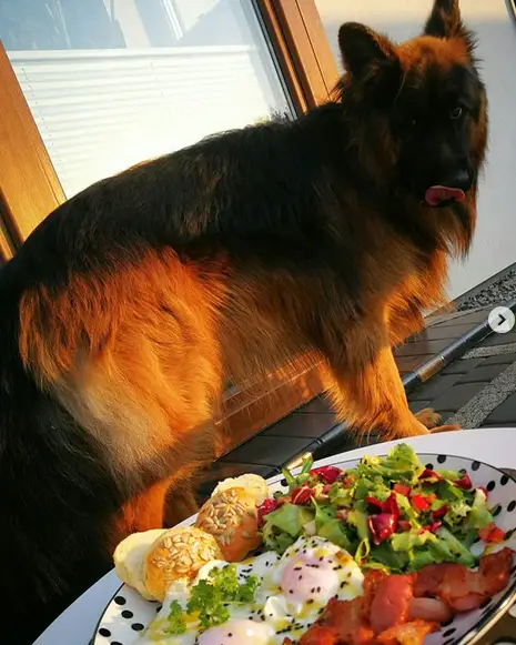 A German Shepherd standing by the door behind a bowl of food while licking its mouth