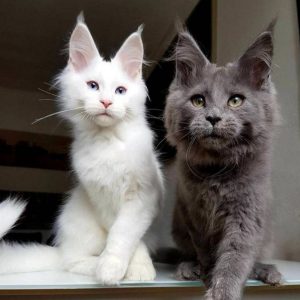 15 Reasons to Never Adopt a Maine Coon