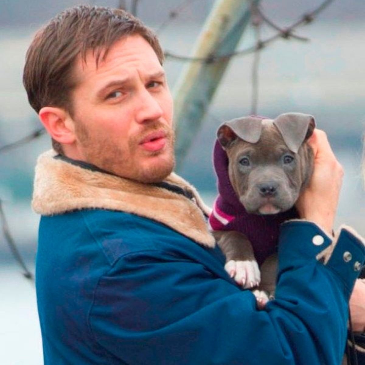 24 Celebrities with Pit Bulls The Paws