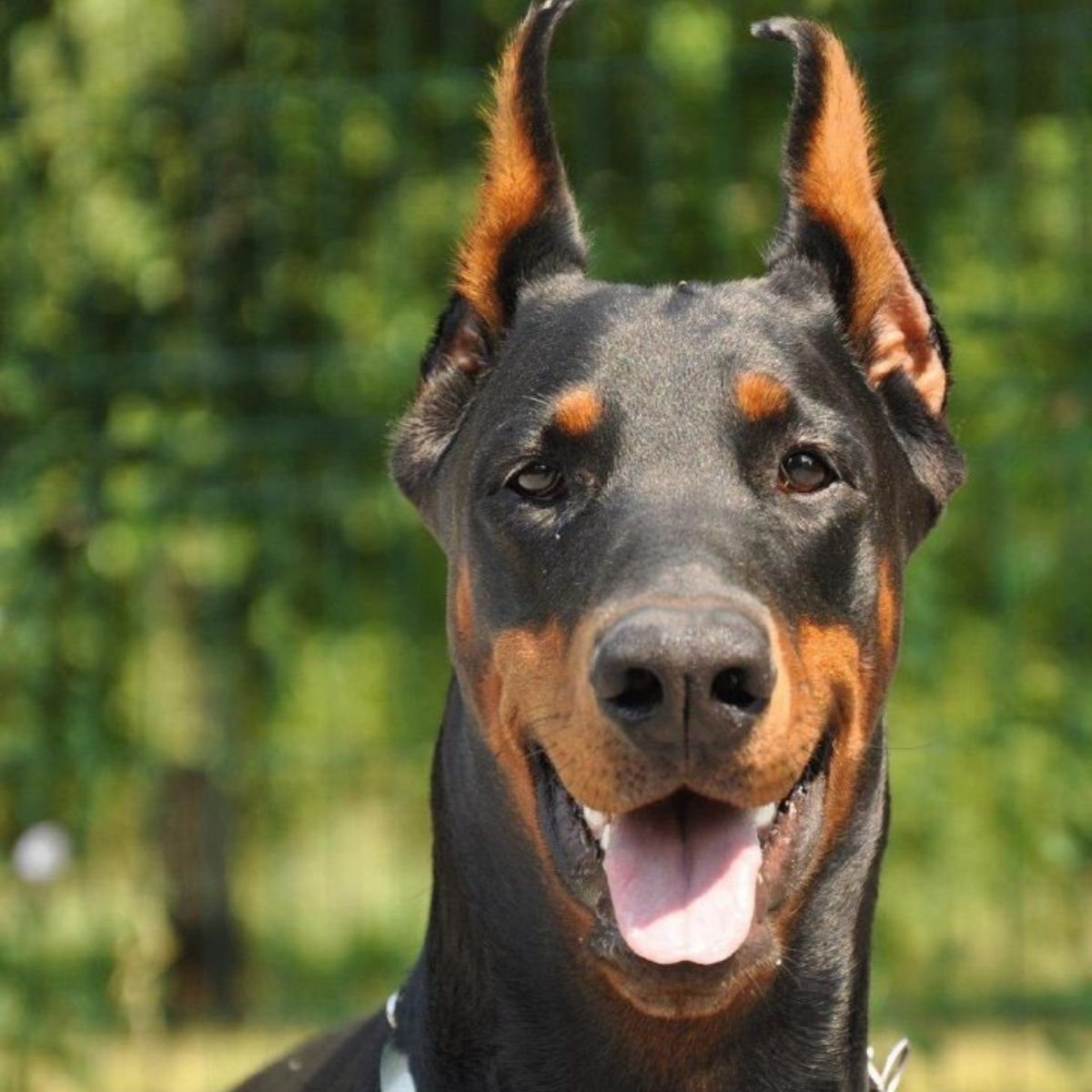 14 Reasons Why Dobermans Are Not So Scary As All Think The Paws
