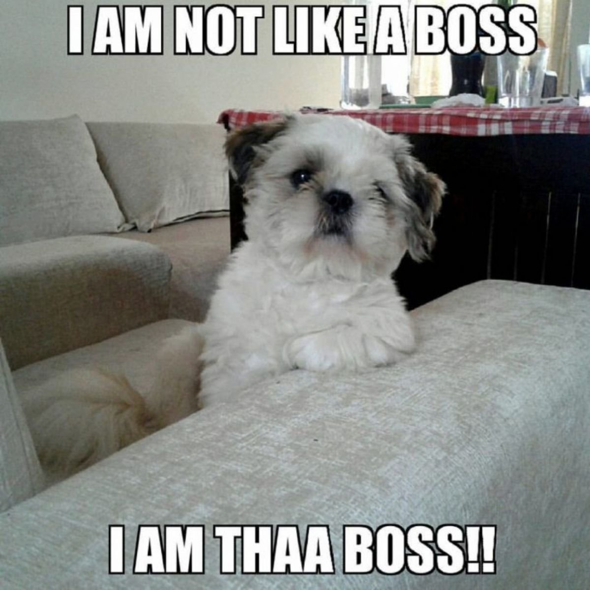 14 Funny Shih Tzu Memes Of All Time The Paws