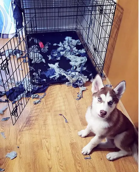 A Husky sitting on the floor with its torn to pieces bed in side the crate