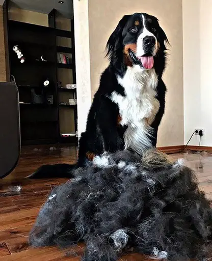 A Bernese Mountain Dog sitting on the floor behind its pile of shed fur