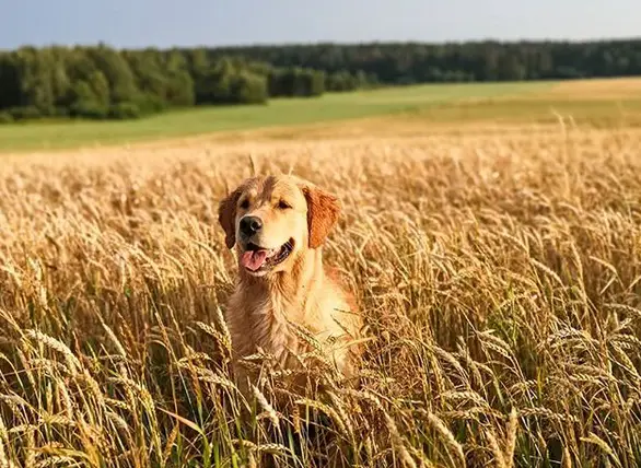 Golden Retriever sitting in the middle of the rice field