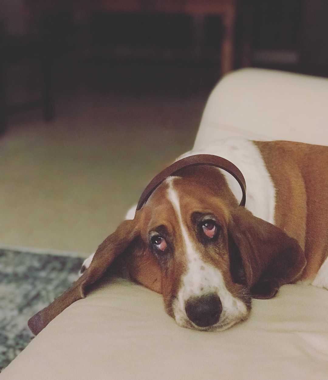 A Basset Hound lying on the couch with its sad face