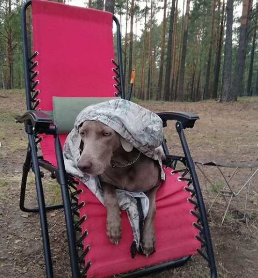 A Weimaraner wearing a blanket on top of its head while sitting on the chair