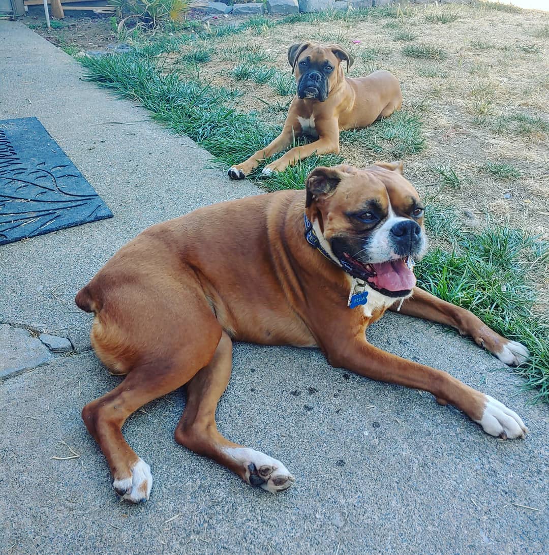 two Boxer Dogs resting in the backyard