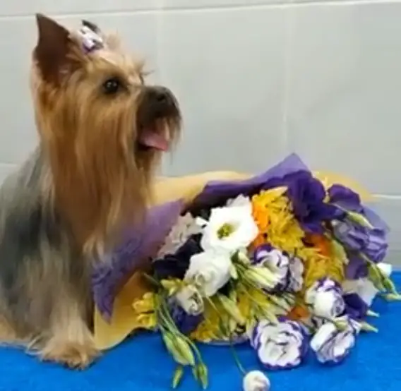 A Yorkshire Terrier sitting on the table behind the bouquet of flowers