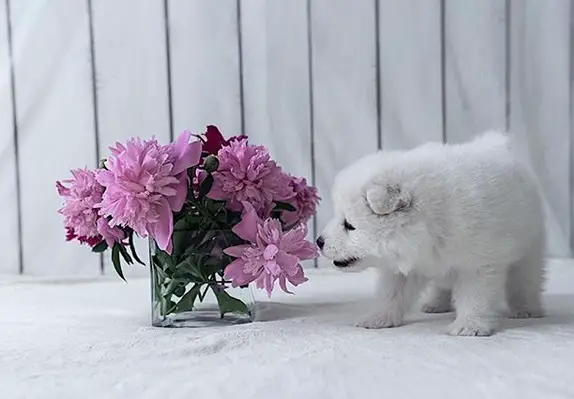 A Samoyed puppy standing on the bed while smelling the purple flowers on a vases next to it