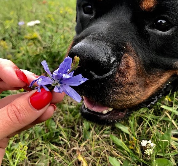 Rottweiler smelling flowers