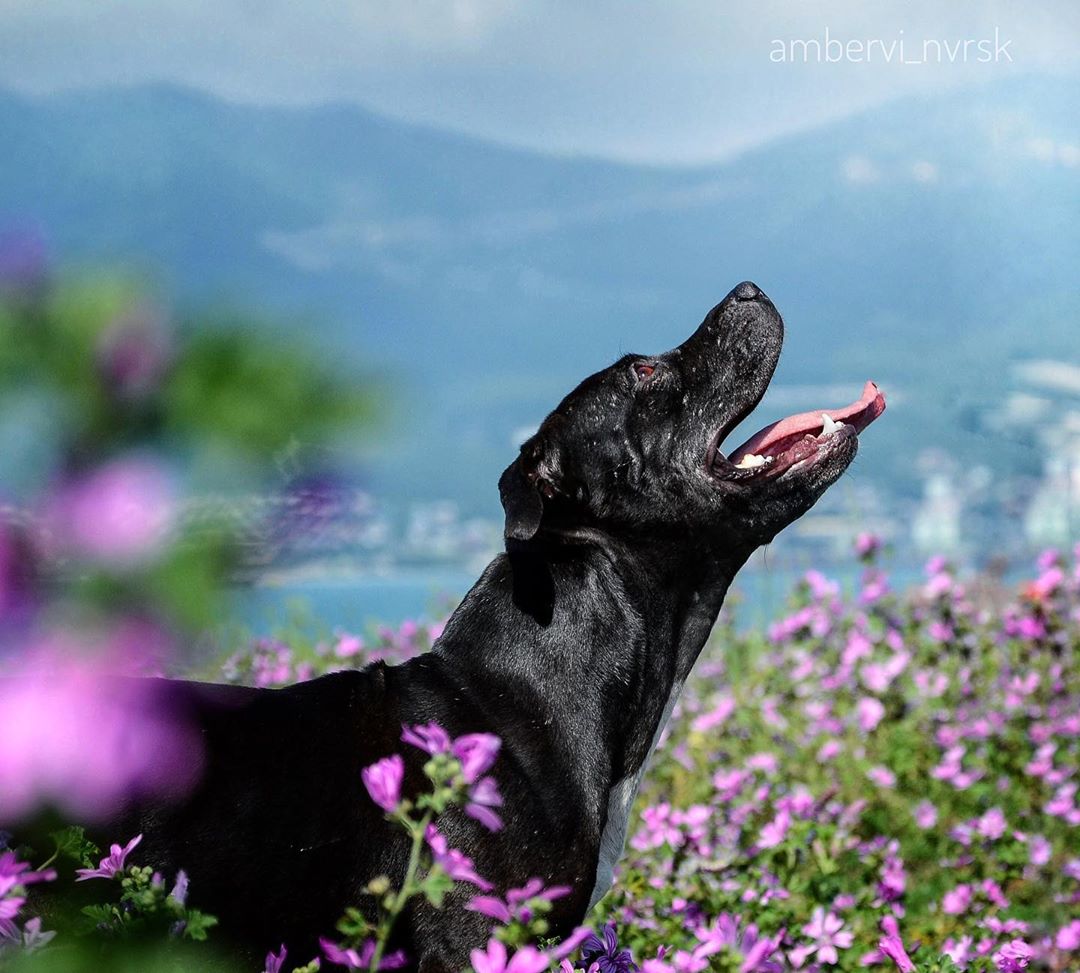 Pit Bull standing in the field of purple flowers while looking up with its mouth open