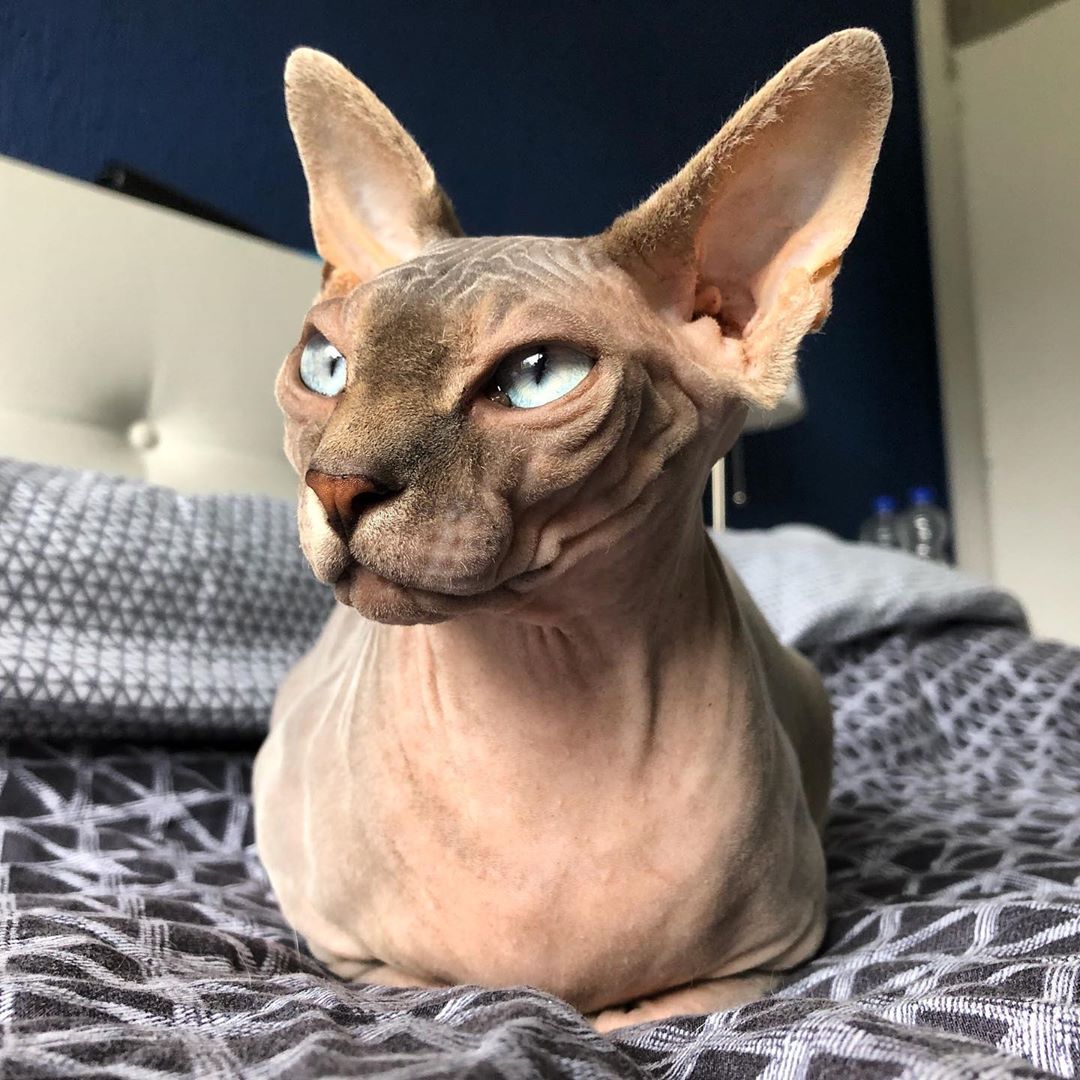 Sphynx Cat lying on the bed