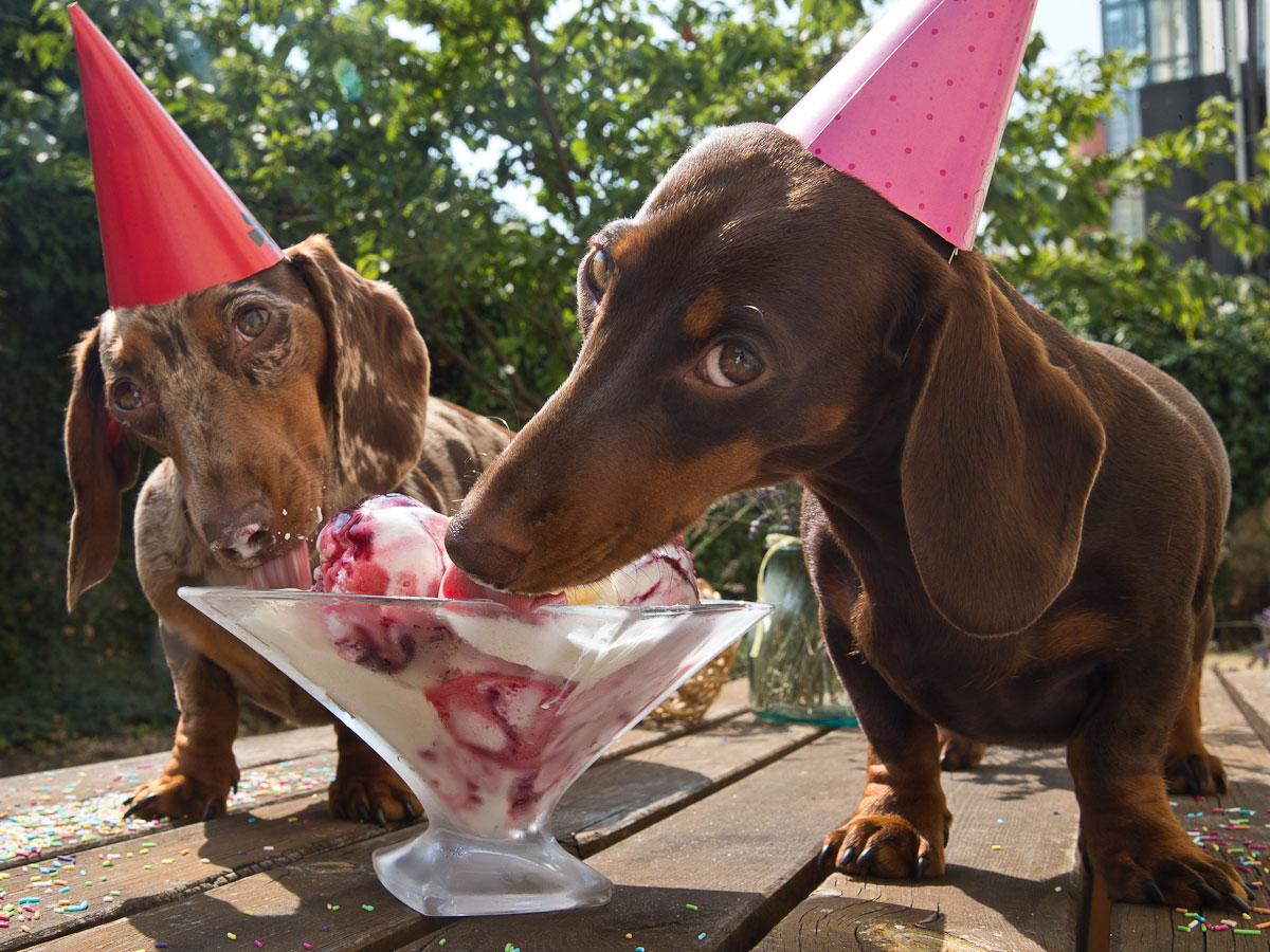 two Dachshund licking ice cream in the garden