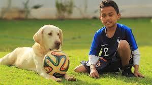 A yellow Labrador lying in the field with a soccer ball and a kid