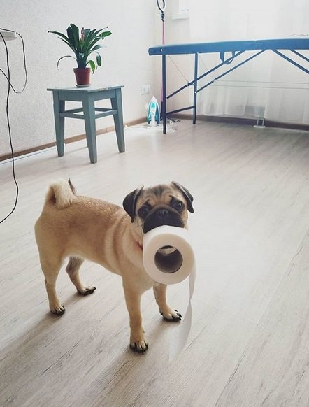 Pug with a roll of toilet paper in its mouth