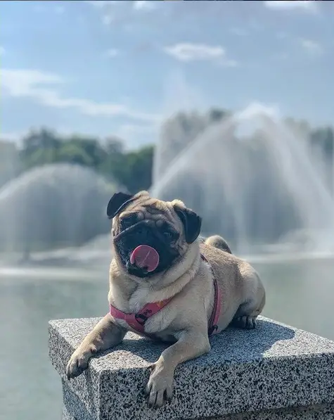 Pug lying down down on top of a tower with a fountain in the background