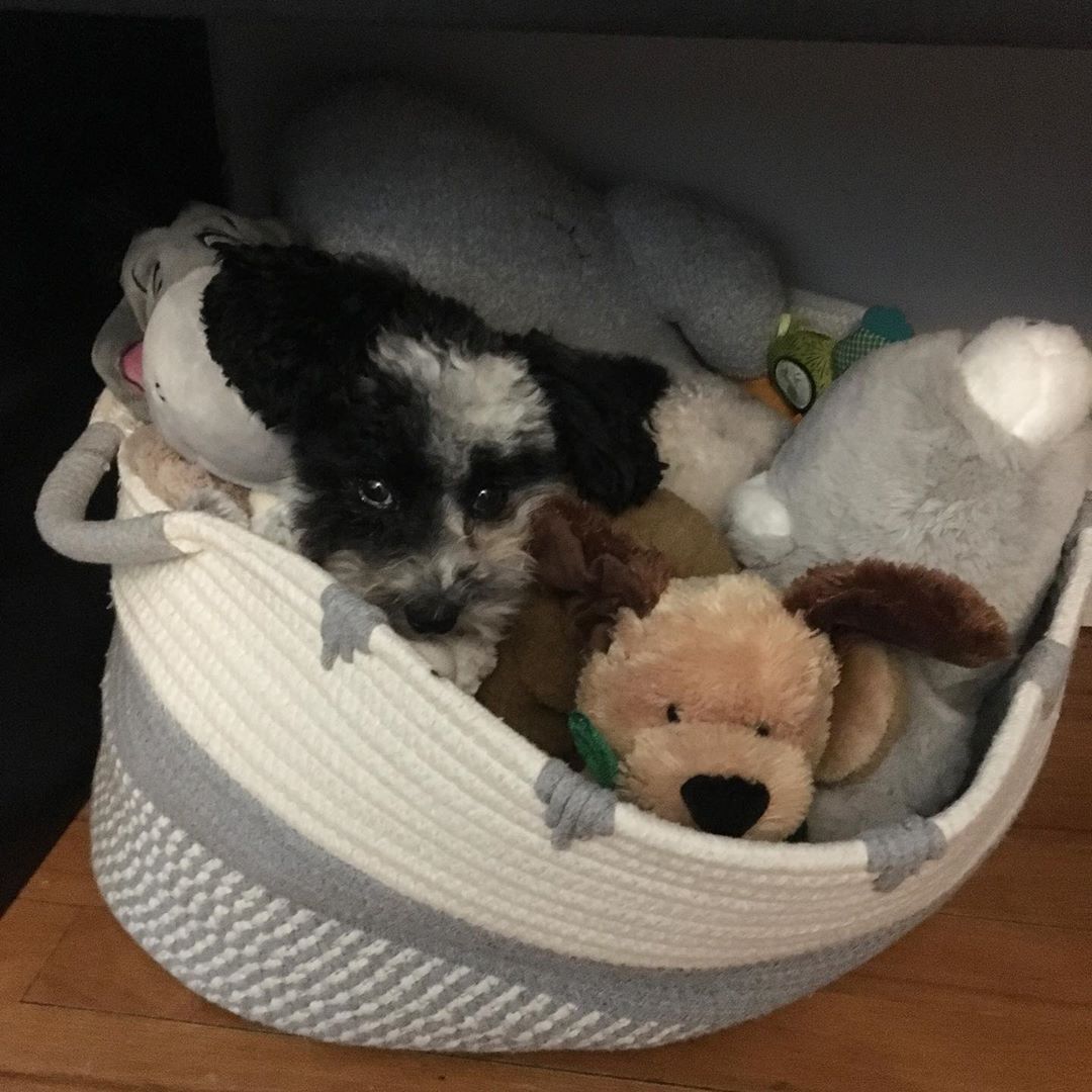 A Poodle puppy inside a basket filled with its toys