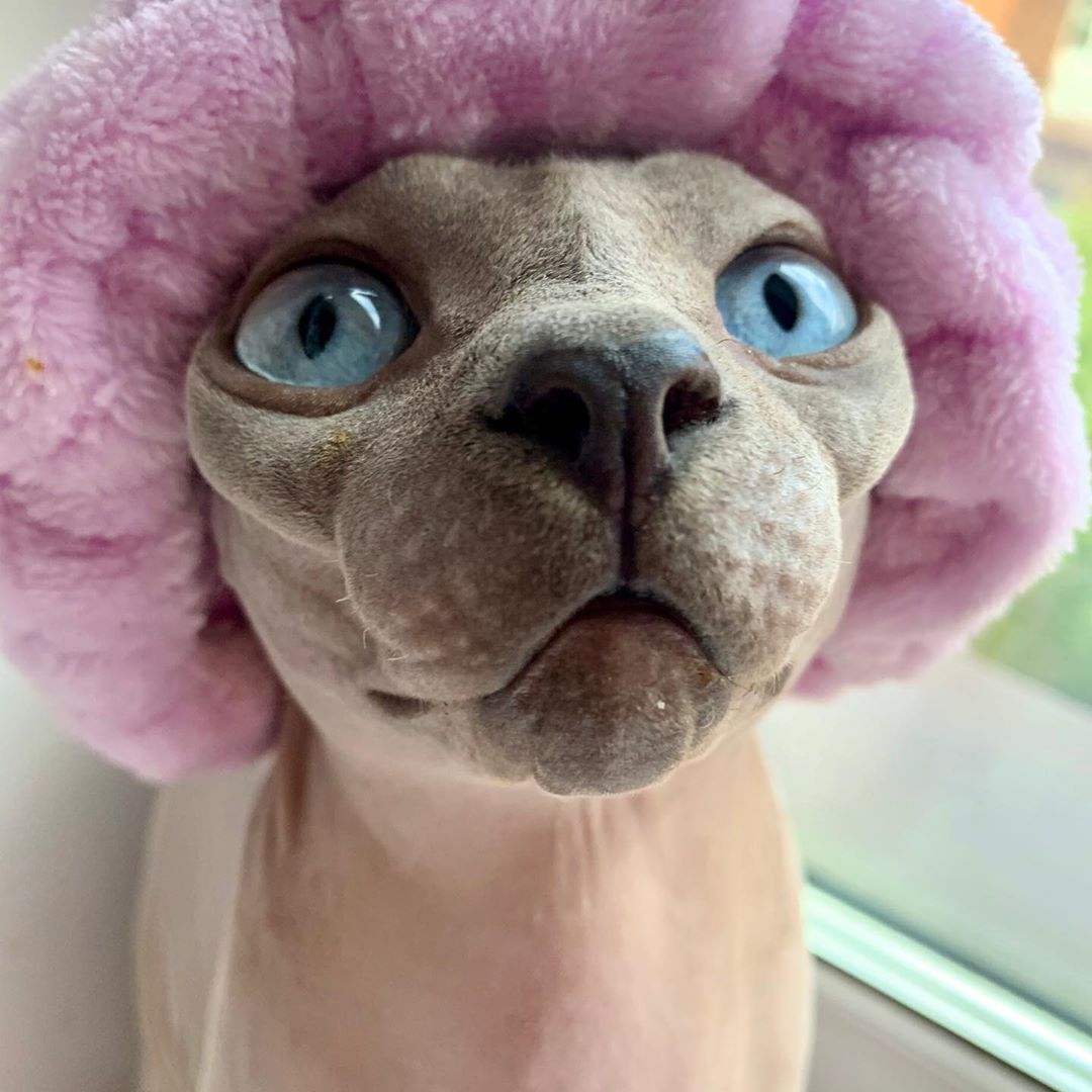 Sphynx Cat wearing a pink fluffy hat on its head