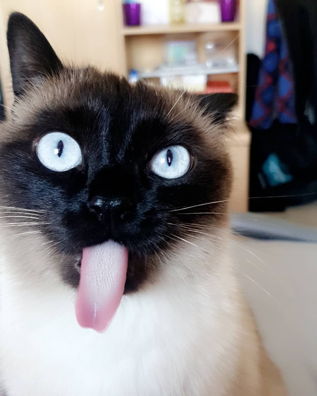funny face of a Siamese Cat with its tongue sticking out