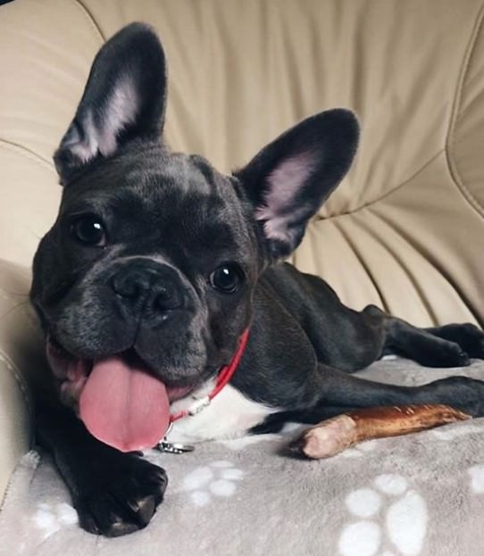 A French Bulldog lying on the couch while smiling with its tongue out and with treat next to him