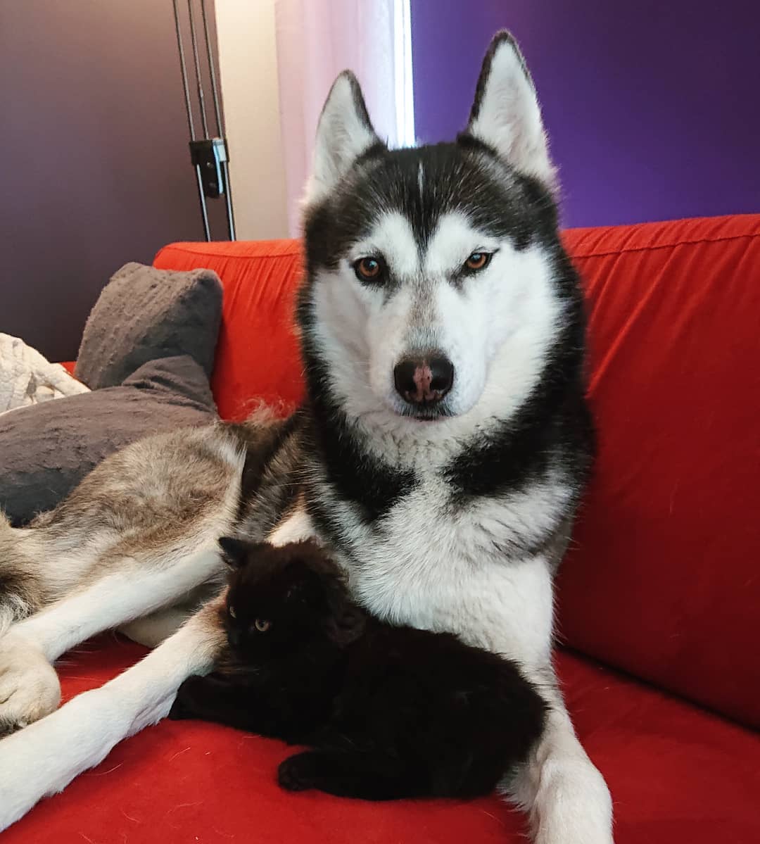 A Husky lying on the couch with a black cat lying in between its front legs