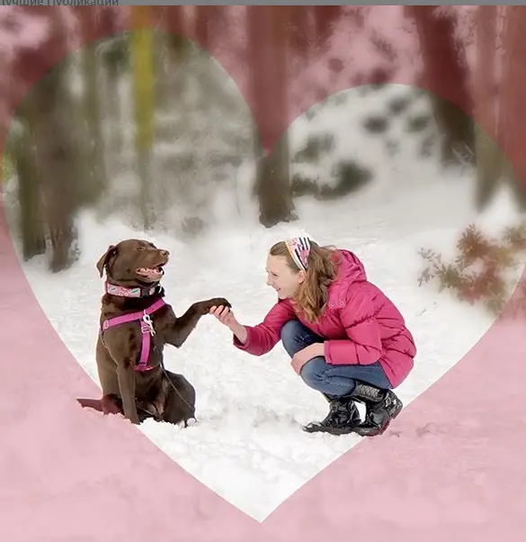 A brown Labrador sitting in snow while handshaking with a lady across him