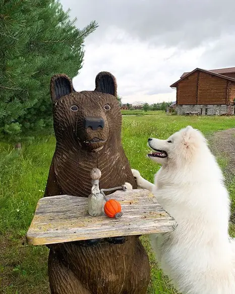 A Samoyed standing up leaning towards the bear statue