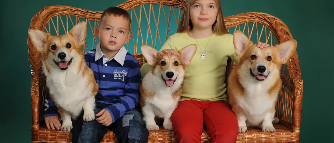 a girl and a boy sitting in a rattan couch with their three Corgis