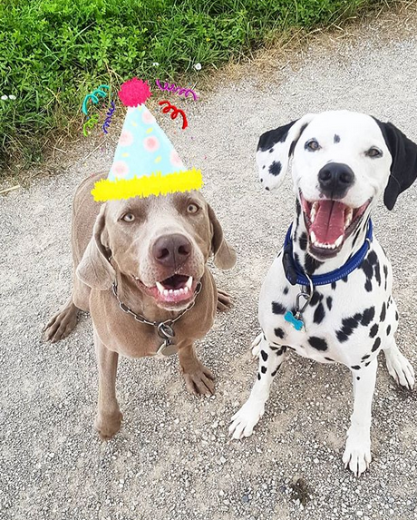 A Weimaraner sitting on the pavement next to a dalmatatian dog