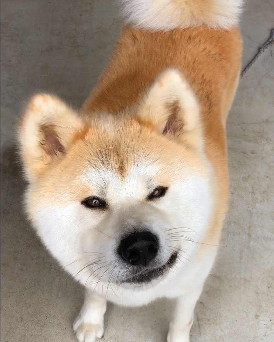 An Akita Inu standing on the pavement while smirking