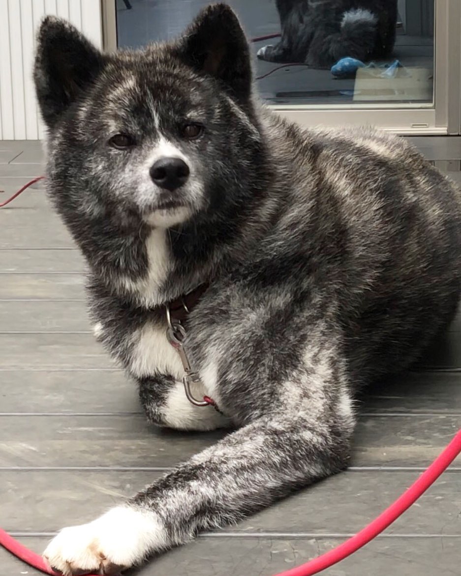 An Akita Inu lying in the front door