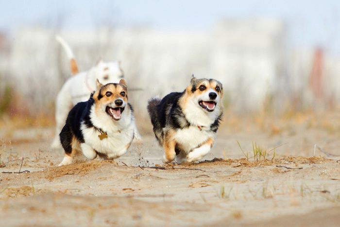 two Corgis running in the mountain