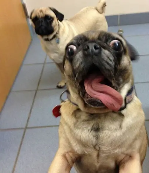 A Pug jumping from the floor with its funny face