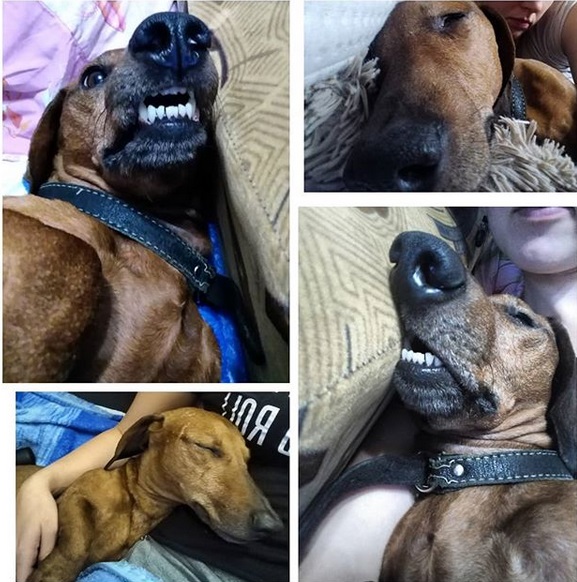 collage photo of a Dachshund sleeping in variety of positions