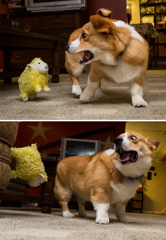 a funny Corgi standing on the floor being scared with a yellow sheep stuffed toy