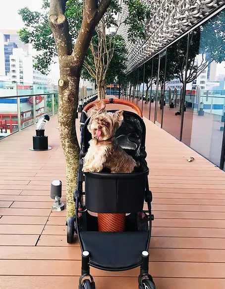 A Yorkshire Terrier in a stroller