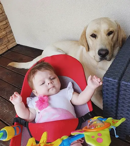 A Labrador lying on the floor behind the baby in her bed