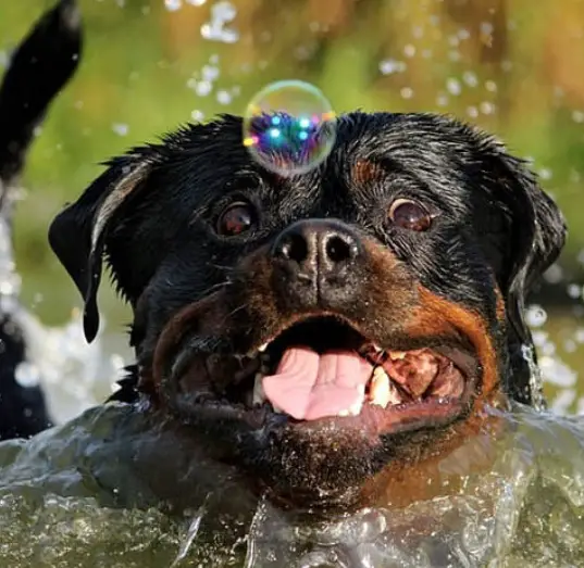 Rottweiler having fun with bubbles