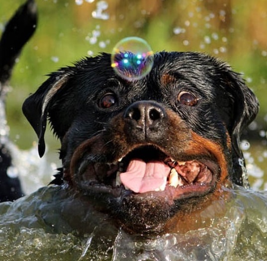 Rottweiler having fun with bubbles