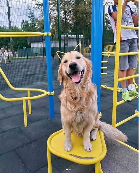 happy Golden Retriever sitting on top of the chair at the playground