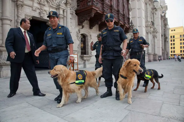 two Golden Retrievers walking together with police